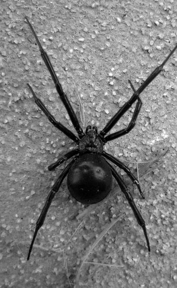 BlackWidowSpider